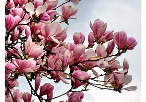 FRUMUSEŢE ROZ-ALBĂ. În curând, frumoasele magnolii vor putea fi admirate şi pe strada Republicii, nu doar în parcul Muzeului. La comanda Primăriei, în jardinierele de mari dimensiuni de pe Corso vor fi plantate aceste flori